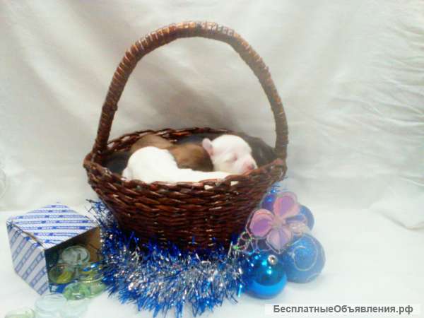 Голые Русские Девочки Фото Бесплатное