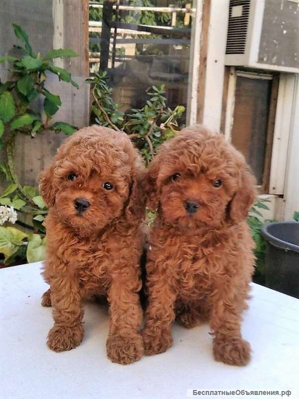 Пудель терьер золотистый. Пудель щенки в 3 месяца. Карликовый пудель щенок. Пудель щенки в 3 месяца. Той пудель черный щенок.