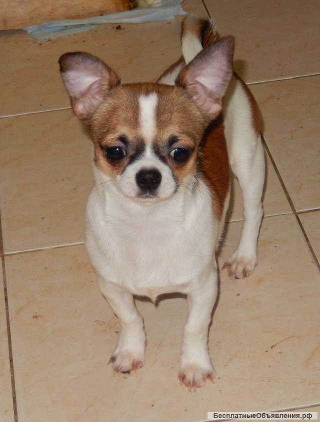 Комнатные Собачки Фото