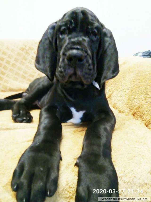 Окрасы Немецкого Дога Фото