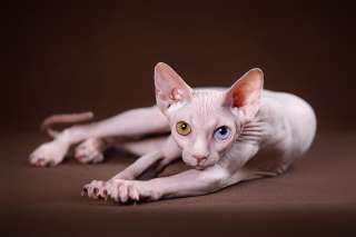 Бамбино тойчик котик