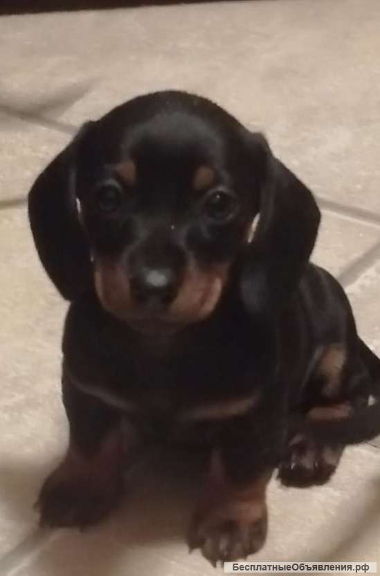 Такса 3 Месяца Фото